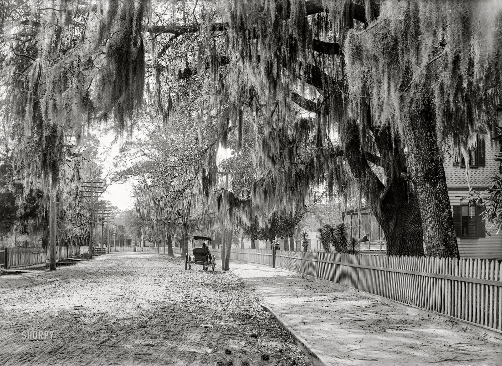 Historic photo of Sumter Avenue in Summerville, SC, 1906 with tree-lined dirt road.