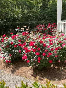 Red rose garden in bloom on a sunny day in Summerville, SC