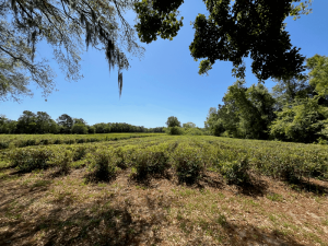 Wadmalaw Island tea fields with original Camellia sinensis plants from Pinehurst Tea Plantation